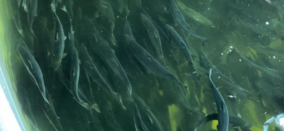 Ingen fisk døde, og de er nå overført til en annen modul.