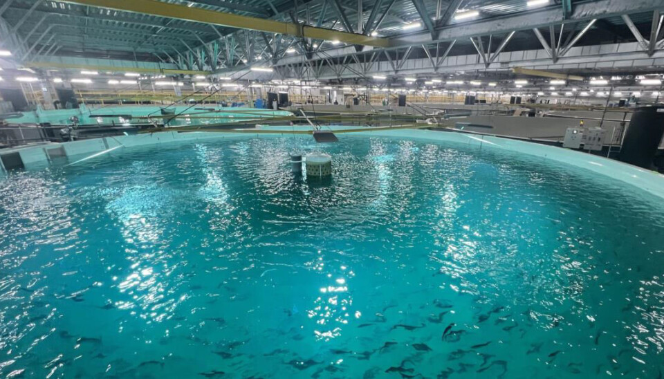 Proximar Seafood har hatt utfordringer med fôring og flytting av fisk som har påvirket veksten