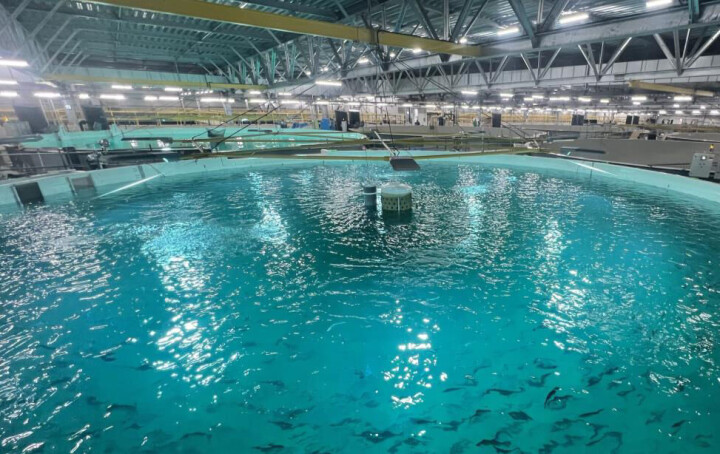 Lav slaktevekt ga prisfall