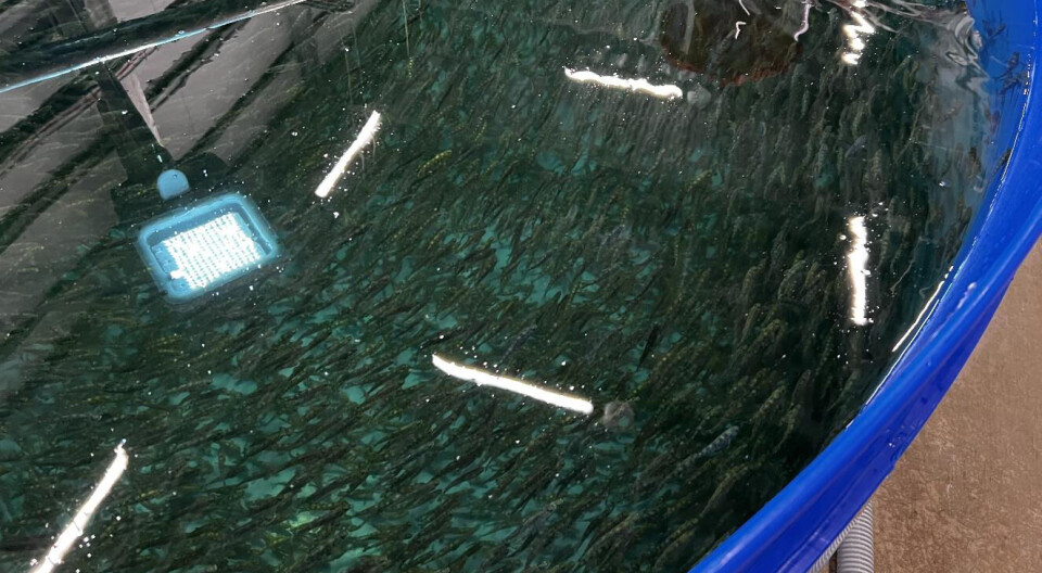 Illustrasjonsfoto fra Proximars anlegg.