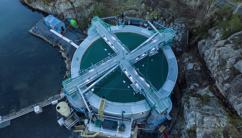 Første innsett av smolt i pilotanlegget på Skålevik ble foretatt tidlig i oktober 2023 og denne fisken skal settes i sjø i mars/april 2024