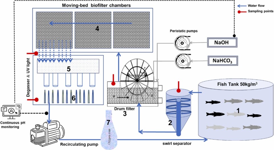 Skjematisk oppsett av eksperimentelt design og RAS-moduler brukt i studien. Systemet (NanoRas, Alpha Aqua) besto av følgende komponenter: 1. Fisketank, 2. Virvelseparator, 3. Trommelskjermfilter, 4. Biofiltre, 5. degasser, 6. UV-enhet og 7. Oksygenkjegle. Røde markører representerer prøvetakingspunkter.