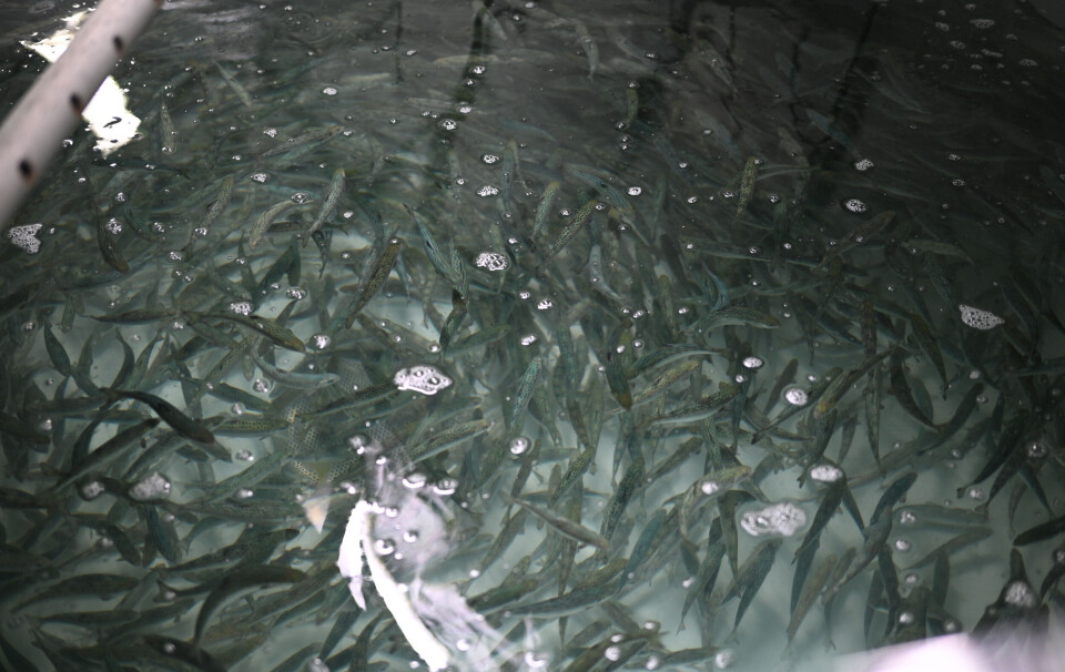 Landbaserte anlegg for fiskeoppdrett har utslipp som kan påvirke vannmiljøet. Forurensningsmyndighetene avdekket på tilsyn at spesielt utslippskontrollen er for dårlig.