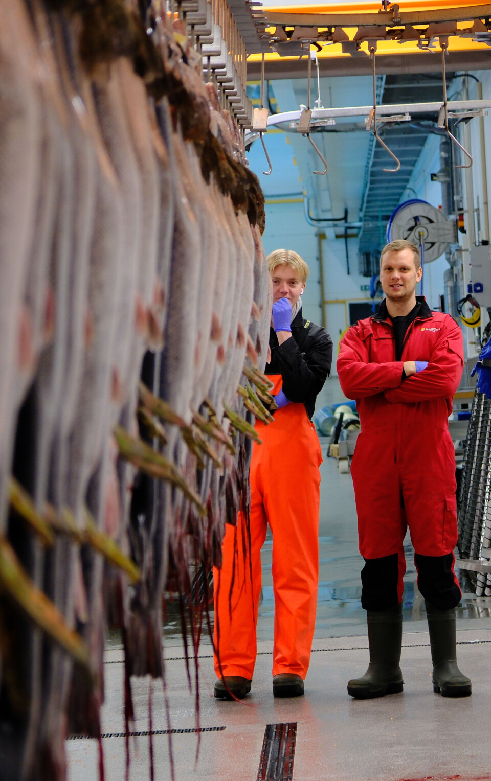 Stamfisk på rekke og rad. AquaGen Profunda