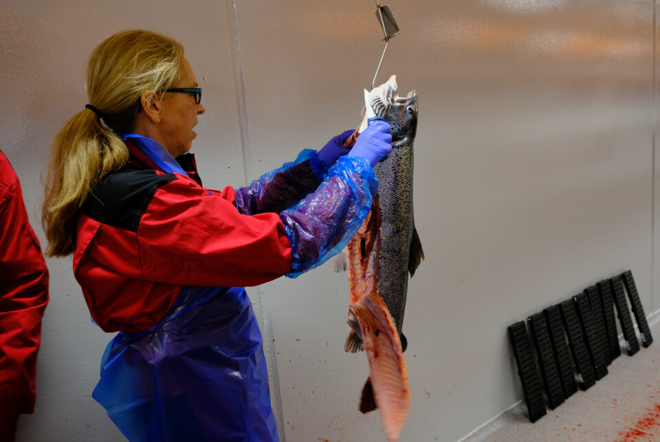Selskapets egen veterinær Else Marie Ressem obduserer fisk og ser etter mulige patologi.