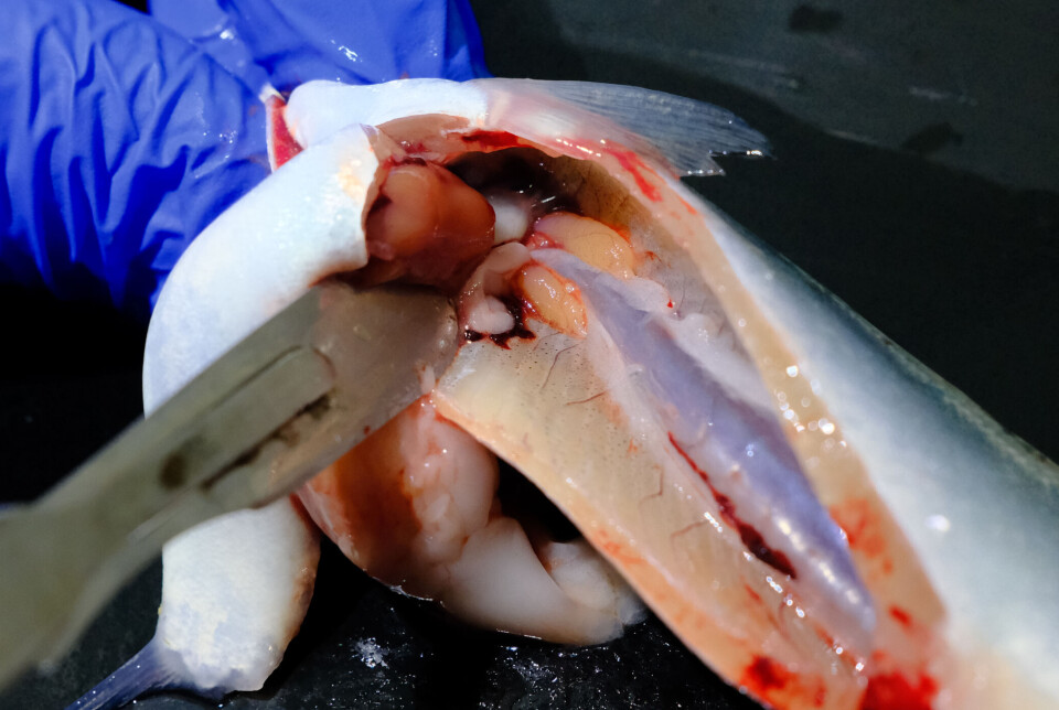 Kjell Arne Sætre, avdelingsleder startfôring og påvekst, viser frem to ørsmå hunn-gonader på en 50 grams settefisk, som er det man ser etter når man skal skille hunner fra hanner på dette stadiet.