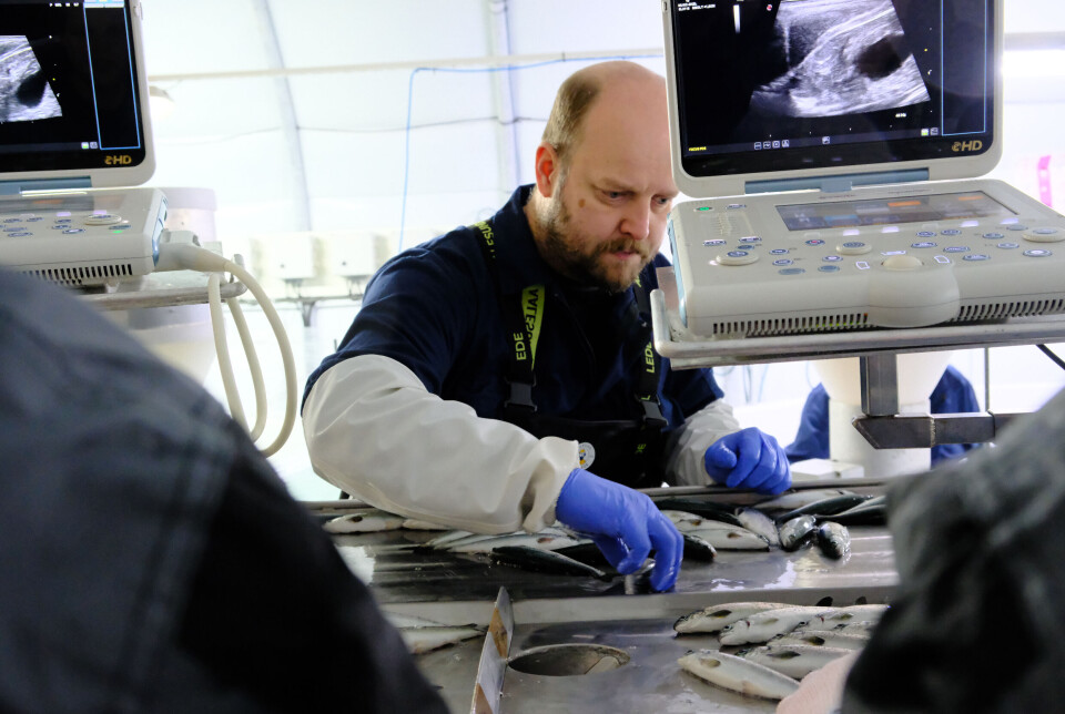 Geir Helge Romestrand er driftsoperatør startfôring og påvekst, Her er han med ultralydapparatet for å kjønnssortere settefisken.