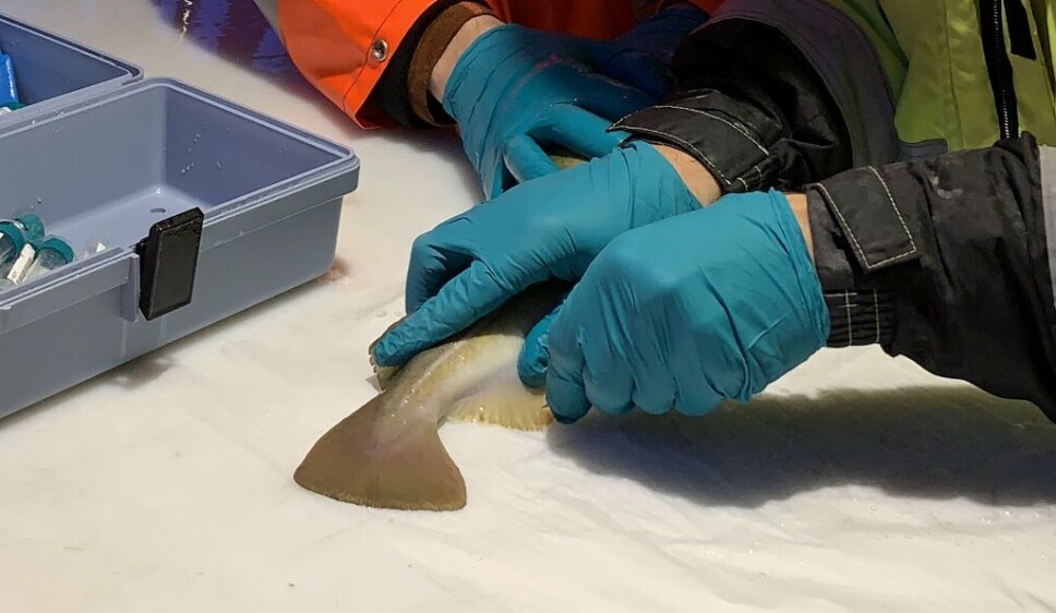 Torsken oppfører seg annerledes enn laksen, og den krever lavere strømhastighet i karene. Dette var en medvirkende årsak til at det bygget seg opp H2S i anlegget som tok livet av nesten all fisken før jul. Torsken oppfører seg annerledes enn laksen, og den krever lavere strømhastighet i karene. Dette var en medvirkende årsak til at det bygget seg opp H2S i anlegget som tok livet av nesten all fisken før jul.