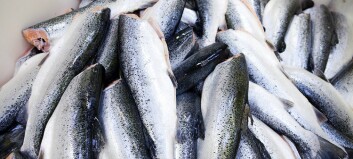 Columbi Salmon inngår RAS-kontrakt med Billund