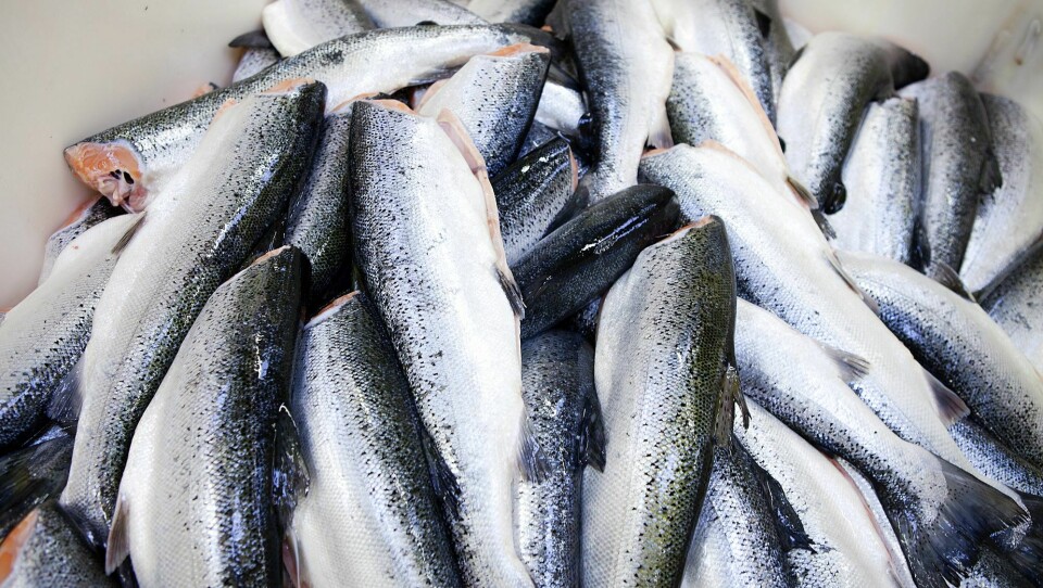 Columbi Salmon har inngått en avtale med Billund Aquaculture, verdensledende innen bygging av RAS-anlegg, for utvikling av et landbasert lakseoppdrettsanlegg i Oostende, Belgia. Illustrasjonsfoto: Colourbox
