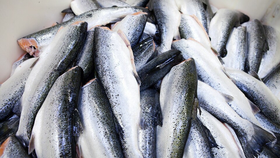 Columbi Salmon har inngått en avtale med Billund Aquaculture, verdensledende innen bygging av RAS-anlegg, for utvikling av et landbasert lakseoppdrettsanlegg i Oostende, Belgia. Illustrasjonsfoto: Colourbox Columbi Salmon har inngått en avtale med Billund Aquaculture, verdensledende innen bygging av RAS-anlegg, for utvikling av et landbasert lakseoppdrettsanlegg i Oostende, Belgia. Illustrasjonsfoto: Colourbox