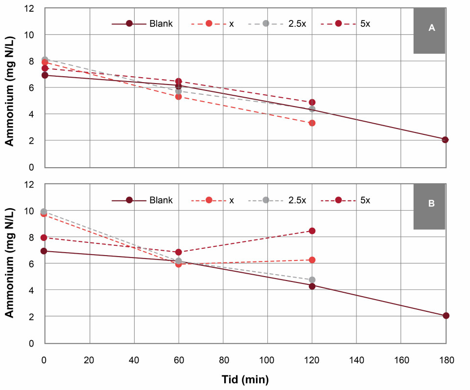 Figur 1: Nitrifikasjonsrate i bøtteforsøk. A viser opprettholdt nitrifikasjonsrate (redusert mengde ammonium). B viser redusert nitrifikasjon (stabilt ammonium). «Blank»: kontroll uten bedøvelse, «x»: 2 ganger avlivningsdose, «2.5x»: 5 ganger avlivningsdose og «5x»: 10 ganger avlivningsdose.