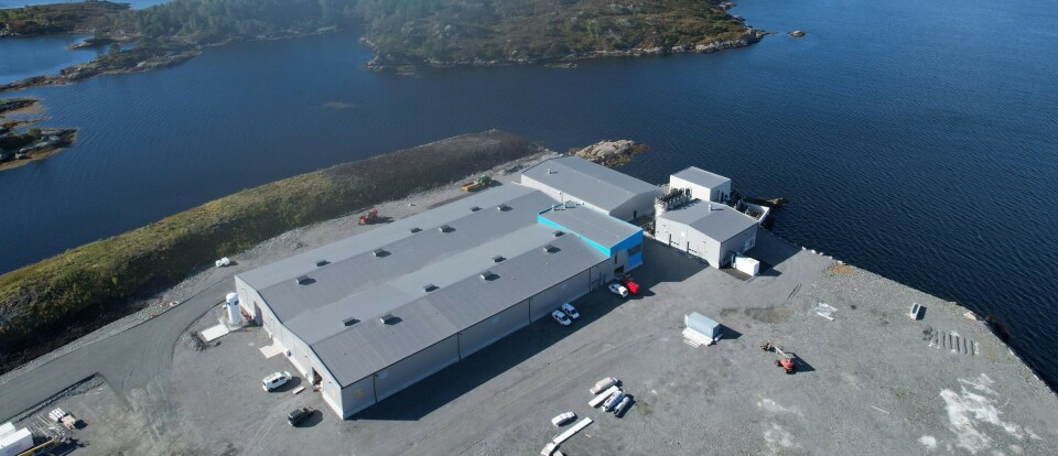 Havlandet Havbruk AS har base i Florø og leverer torskeyngel og -stamfisk.