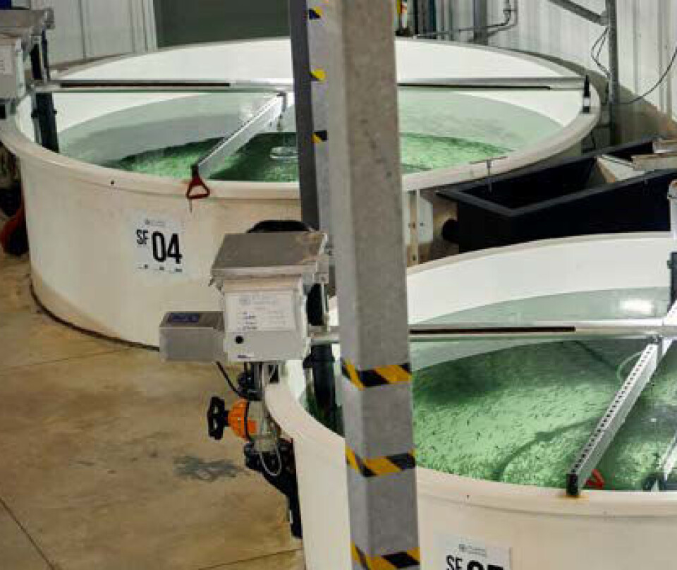 Yngelkar hos Atlantic Sapphire Miami.