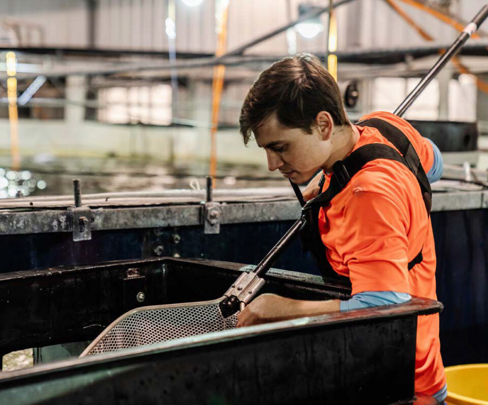 Fra påveksthallene til Atlantic Sapphire Miami.