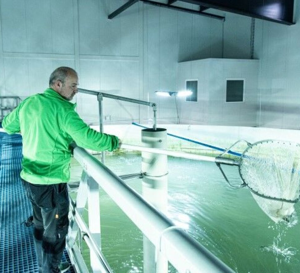 Større smolt har gitt dem bedre biologi