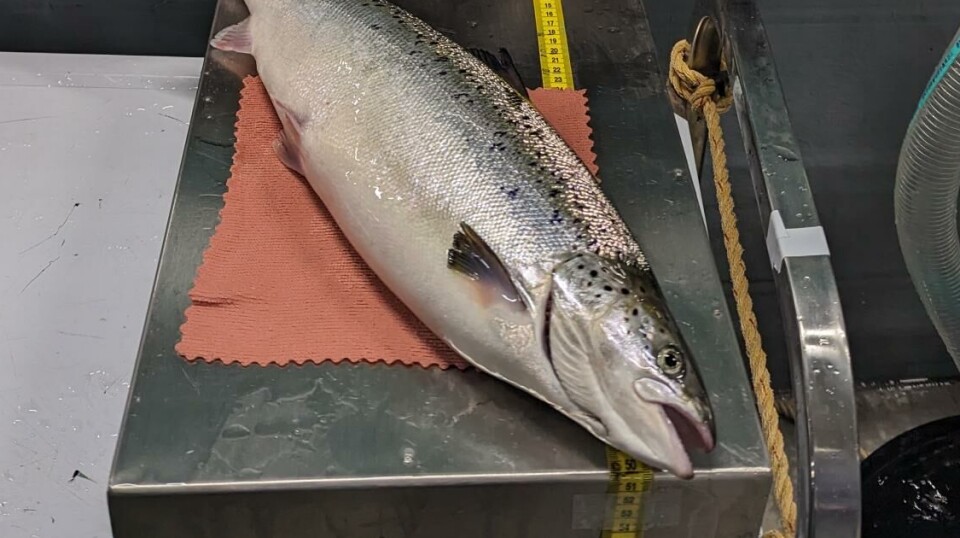 Proximar Seafood fisk vokser i postsmoltanlegget.
