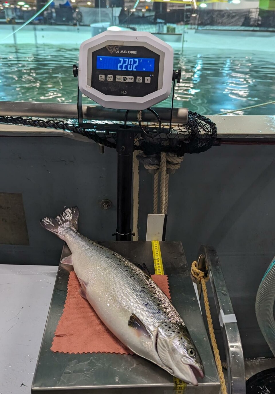 Proximar Seafoods fisk vokser i postsmoltanlegget.