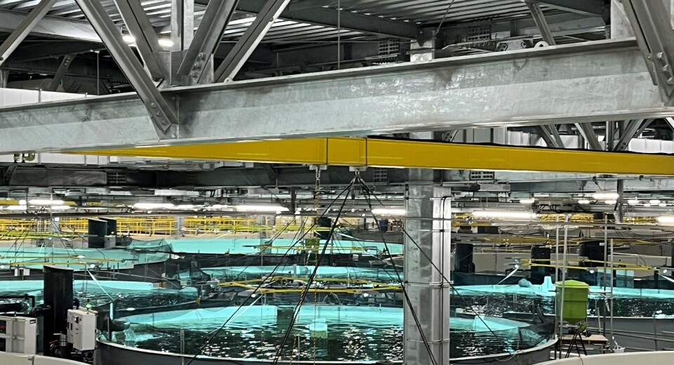 Postsmoltanlegget til Proximar Seafood har full produksjon og skal slakte ut den første fisken i Q3.