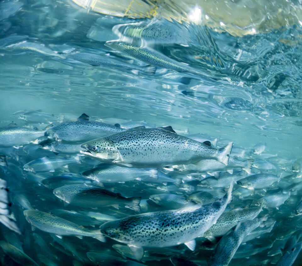 Fisk i anlegget til Salmon Evolution.