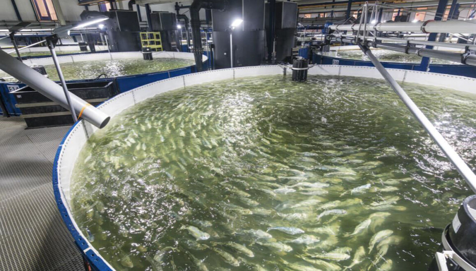 The Kingfish Company kan produsere 4000 tonn yellowtail kingfish på sitt anlegg i Nederland.