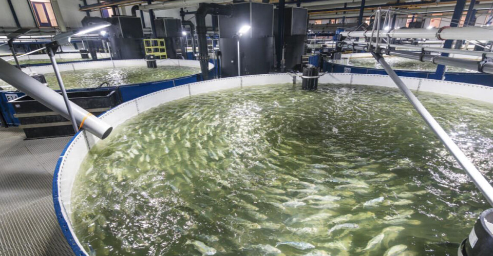 Kingfish Company solgte vel 1400 tonn fisk i 2023.