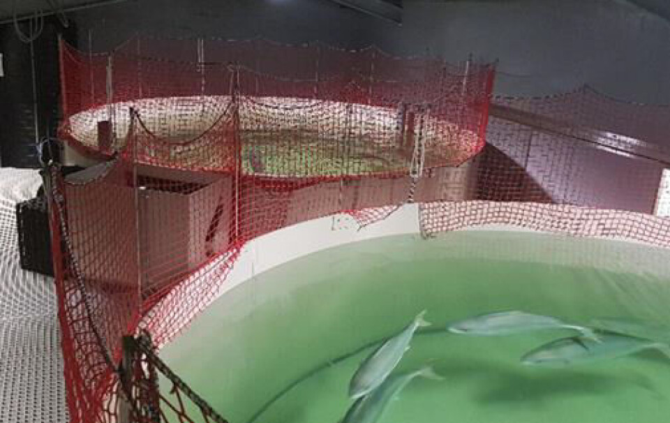 Fra produksjonen i Nederland