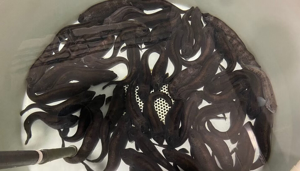 Flekksteinbit på Akvaplan-niva sin forskningsstasjon