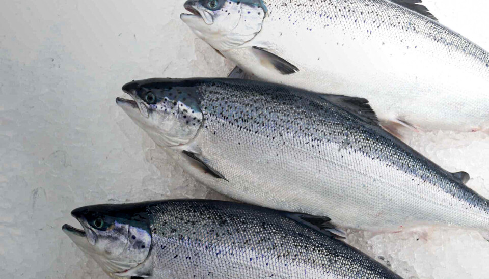 Fisk fra Bue Salmons første slakt.