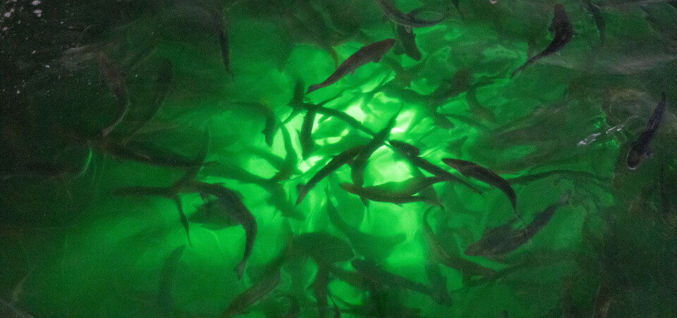 Lanserer smoltversjon av overvåkingsteknologi