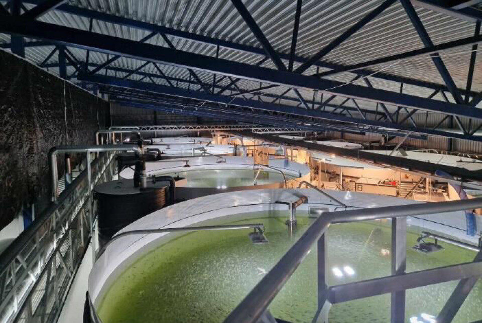 Flere oppdrettere inn på eiersiden i Kvarøy Smolt