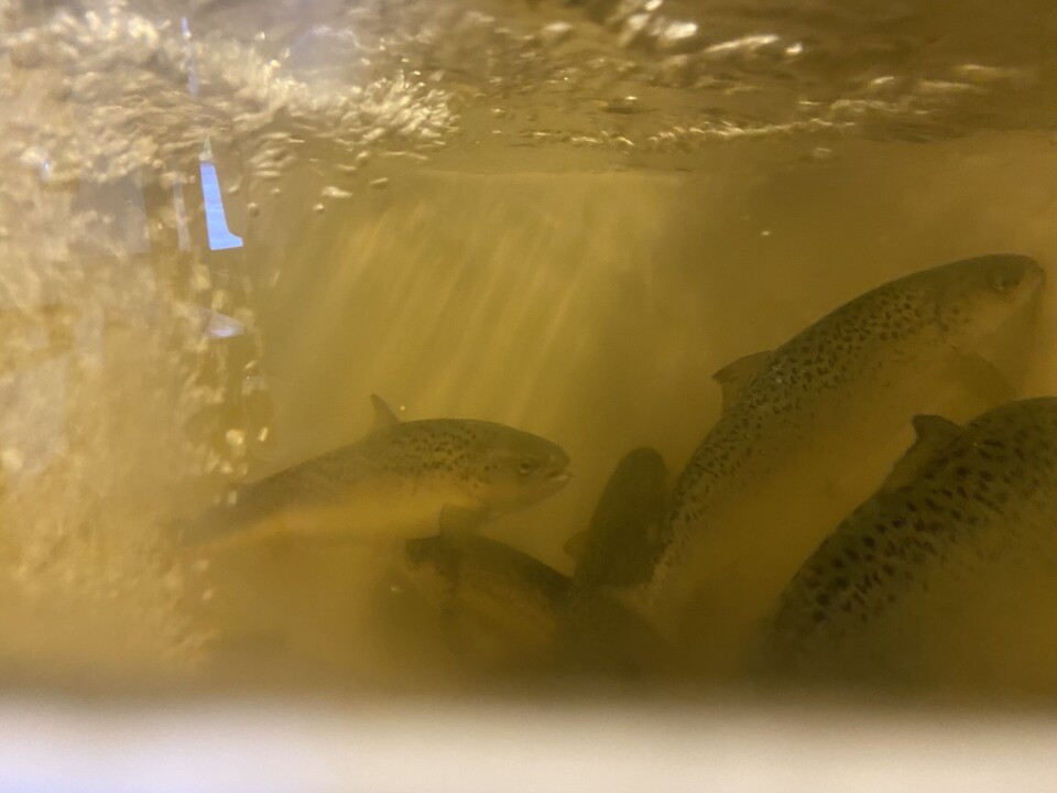 Laks i forsøkstank med råvann som inneholder humus.