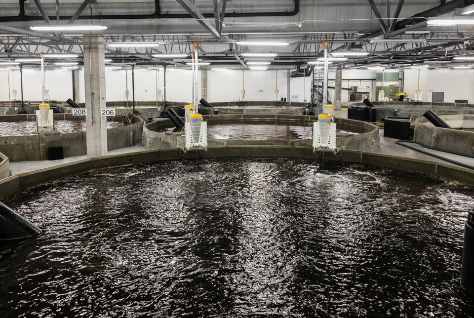 Fra påvekst-avdelingene til Fifax. Her skal de produsere opp til 3200 tonn regnbueørret i året.