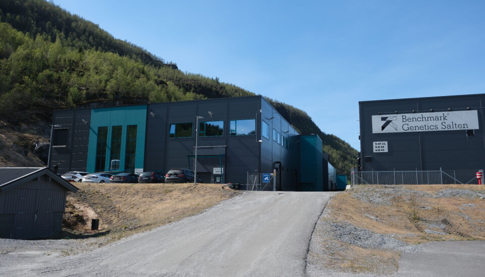 På industriområdet i Sørfjorden holder Benchmark Genetics Salten, tidligere Salmobreed Salten til.