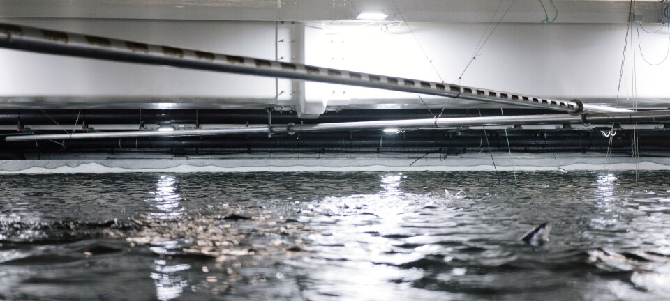 Det første globale oppdrettsselskapet som går inn i landbasert oppdrett