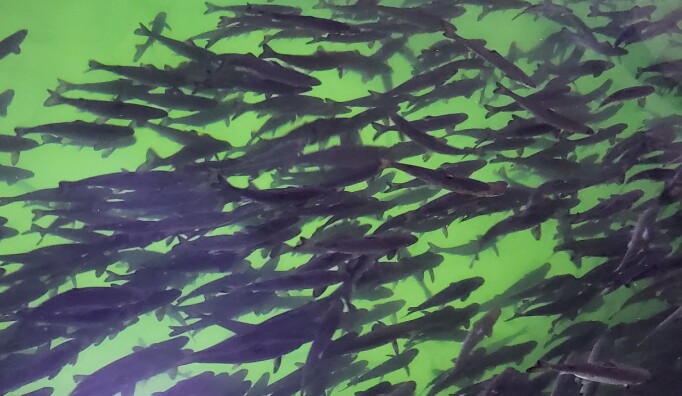 Gode markeds-utsikter for smolt