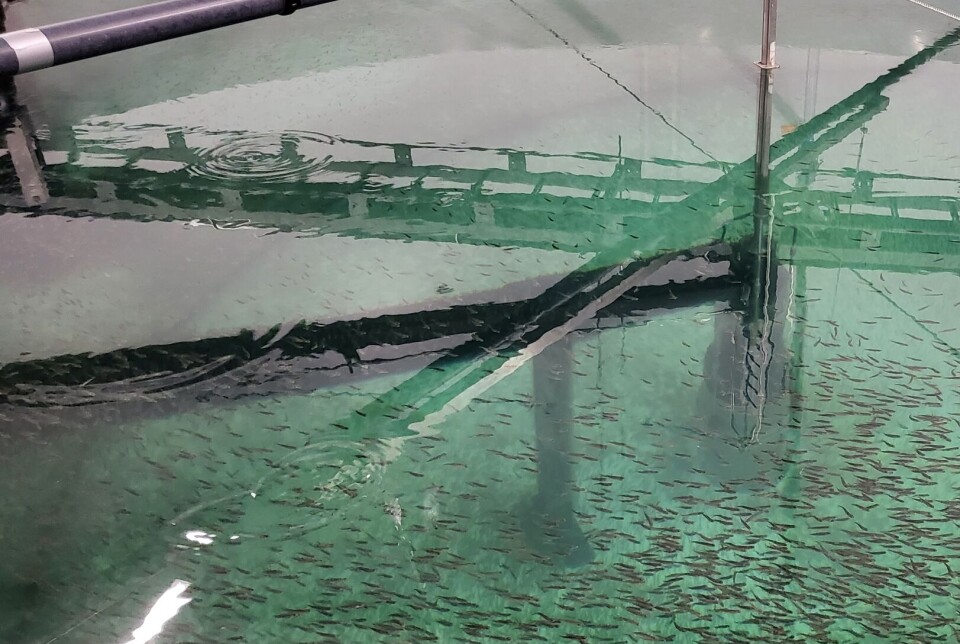 Godt første driftsår for Ænes Inkubator