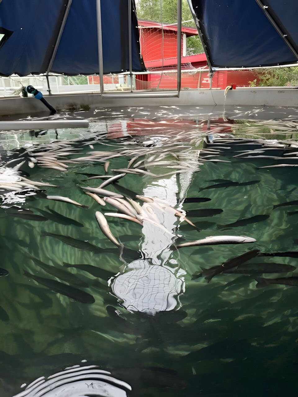 Mye av fisken gikk tapt som følge av av oksygenmangel.