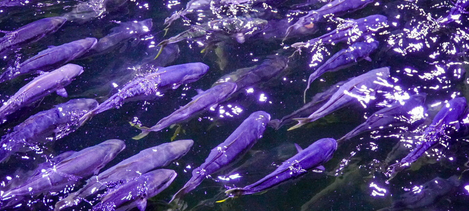 Her svømmer det tropisk fisk i Fredrikstad