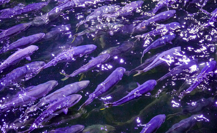 Her svømmer det tropisk fisk i Fredrikstad