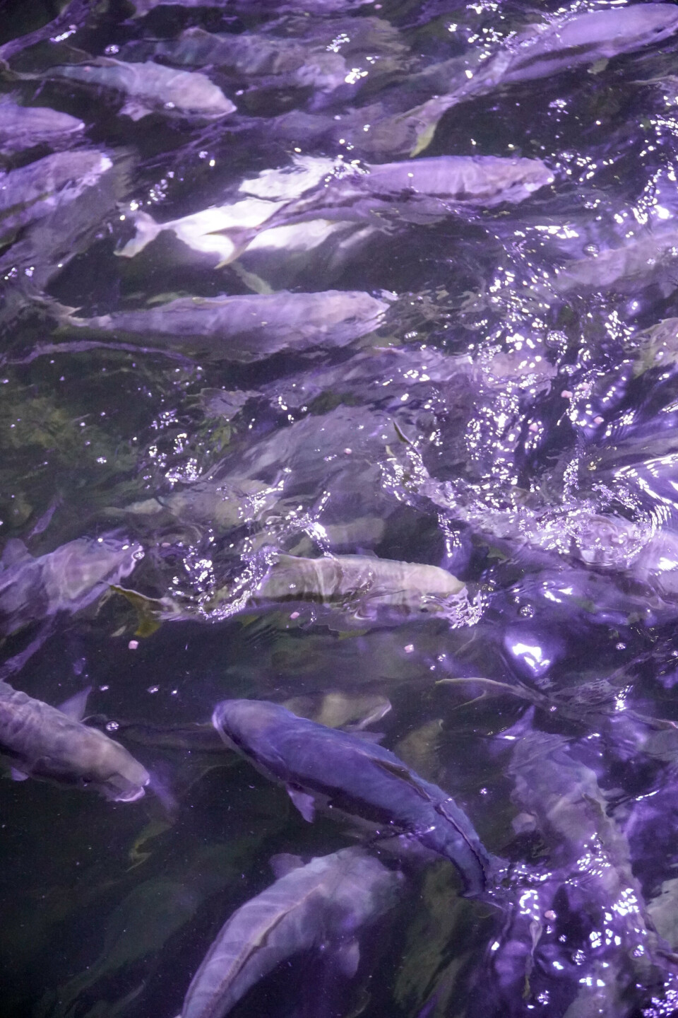 Yellowtail kingfish trives best i 23-24 grader. Det har ført til at strømutgiftene har gått ned.
