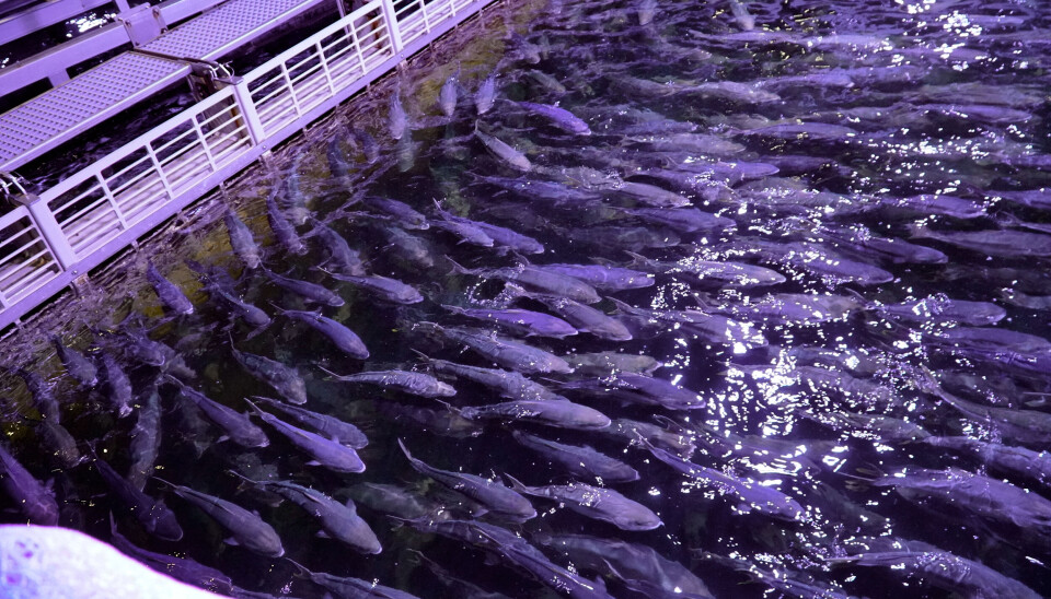 Ved første øyekast kan yellowtail kingfish se litt grå og kjedelig ut ovenfra, men det lilla lyset fra anlegget og den gule halen gjør den straks mer fargerik og spennende.