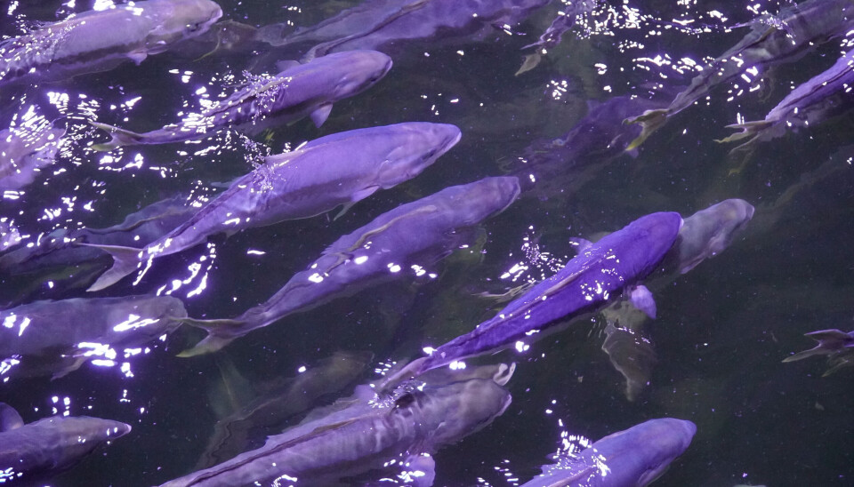 Yellowtail kingfish hos Nordic Kingfish Fredrikstad.