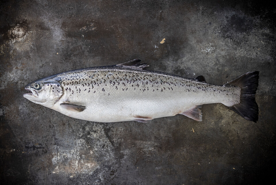 Fisken ser både pen ut og tilbakemeldingene er gode. LandbasedAQs utsendte fikk smake på laksen, og kan bekrefte at det er et førsteklasses produkt