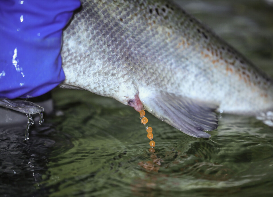 Det gjennomføres manuell modningskontroll på fisken før stryking.