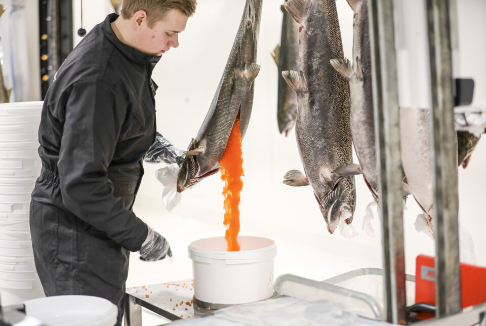 - Landbasert stamfiskproduksjon har et helt annet kostnadsbilde enn produksjon av stamfisk i sjø, og det er ikke hensiktsmessig for en stamfiskprodusent som velger en slik produksjonsstrategi å gjøre dette med hensikt av å produsere matfisk, skriver Benchmark Genetics i sitt høringssvar.