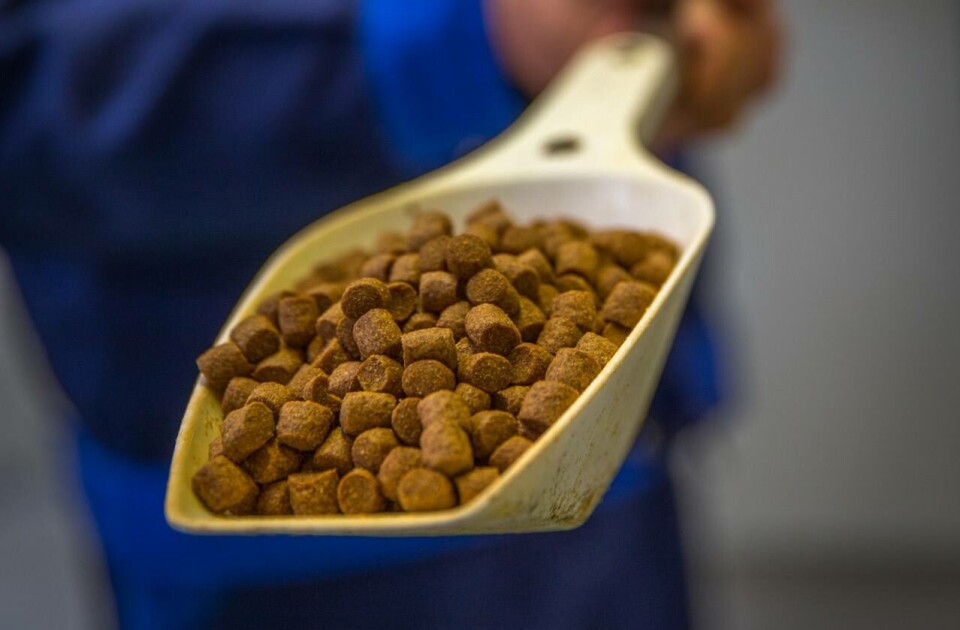 Forskningsrådet påpeker at mye av kunnskapen om laksens ernæringsbehov stammer fra forsøk utført under nær optimale betingelser, med hovedsakelig marine ingredienser i fôret. Nå ønsker man bl.a. å fremskaffe grunnleggende kunnskap om sammensetningen av fremtidens fôr. Foto: Bakkafrost/