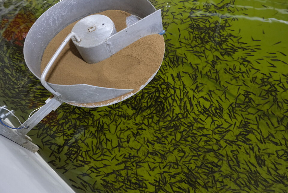 Salten Smolt har gjort flere forsøk innenfor fôring av yngelen, og merker at det beste er om fisken får flere ulike fôringspunkter og er mer spredt i karet. Her blir fisken veldig konsentrert ettersom det bare er et fôringspunkt.