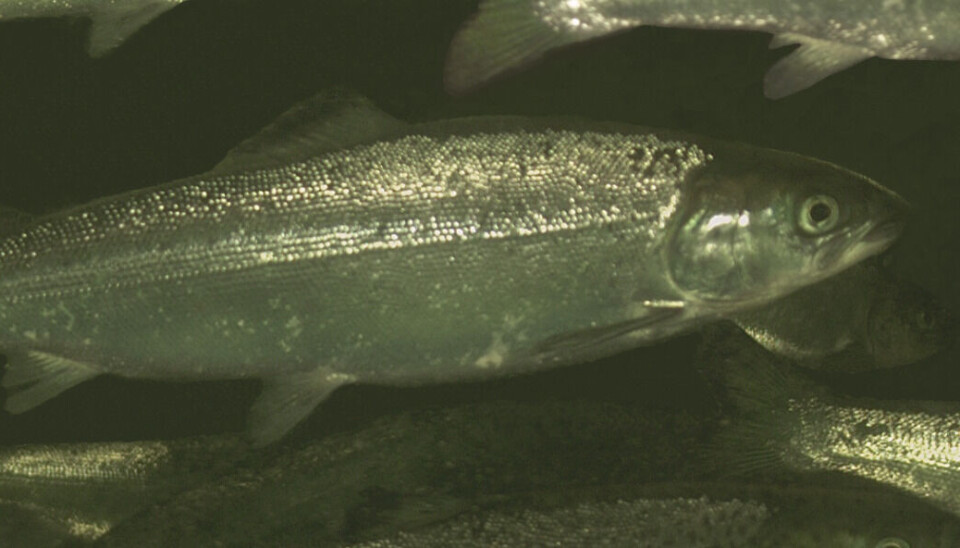 Nå kan oppdrettere følge fisken helt fra settefiskfasen.