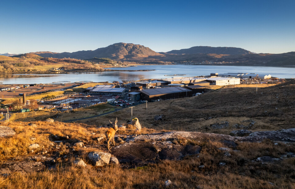 En hjort står på bakken over Bakkafrost Skottlands klekkeri og smoltanlegg i Applecross, som i fremtiden vil produsere 500 gram postsmolt for fiskeoppdretteren.